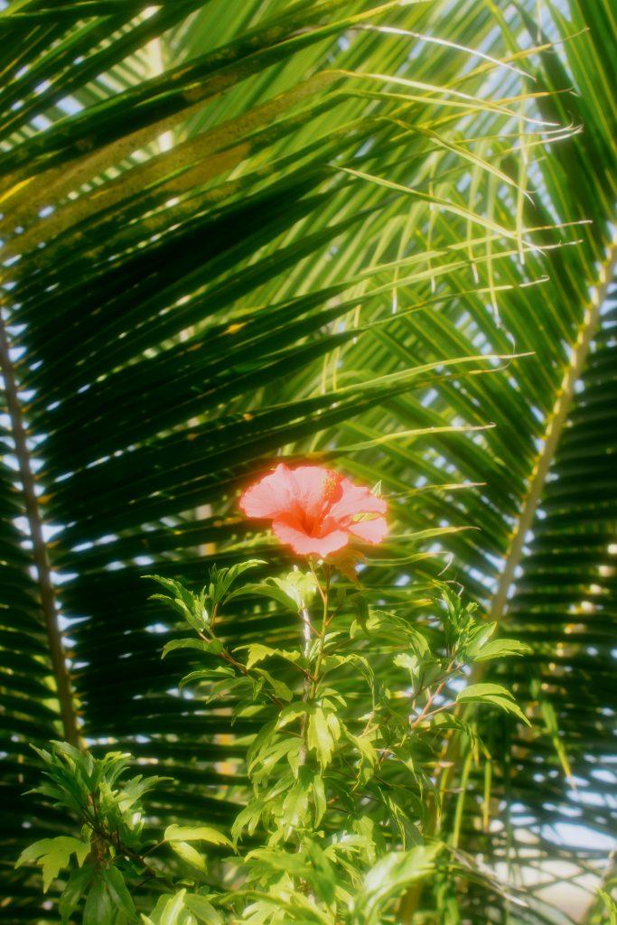 Hibiscus Flower Wallpapers - ReallyRushai