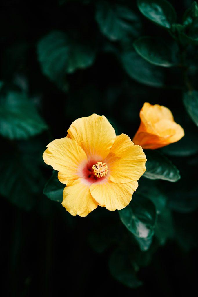 Hibiscus Flower Wallpapers - ReallyRushai