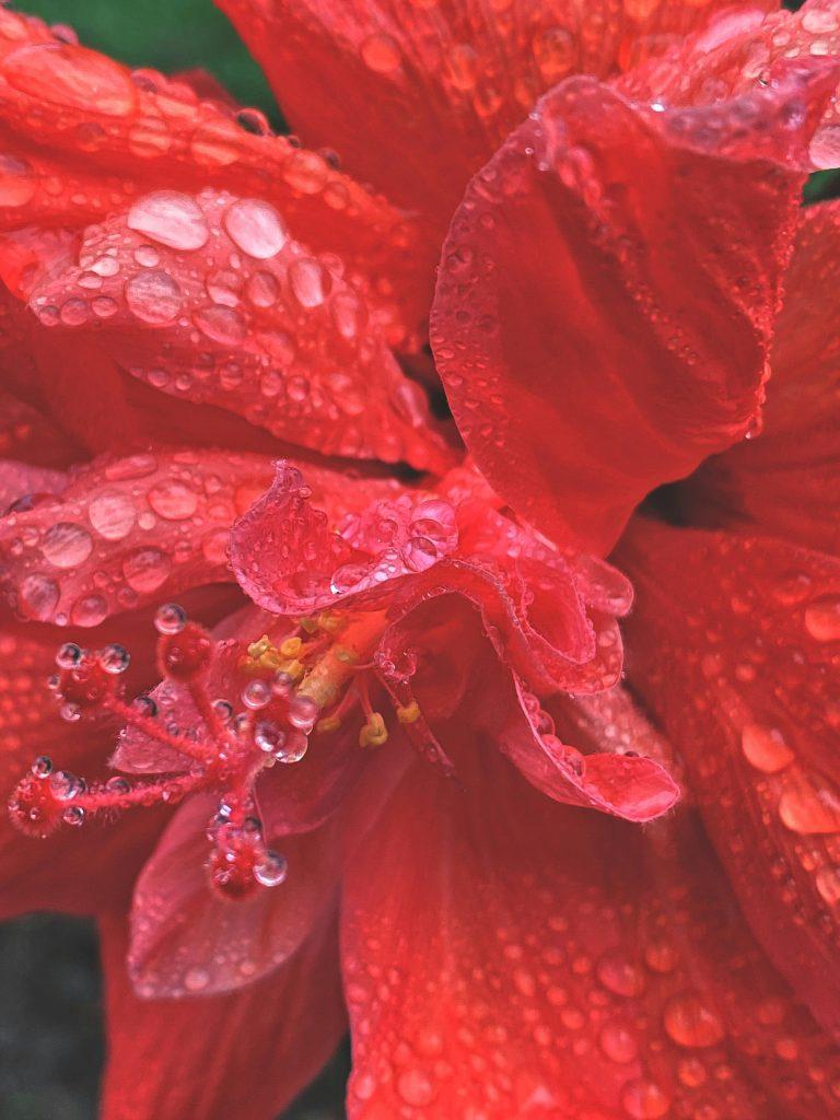 Hibiscus Flower Wallpapers - ReallyRushai