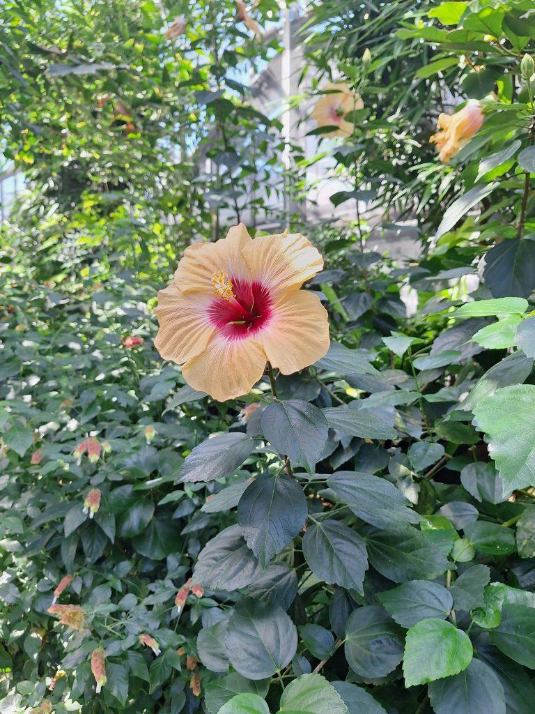 Hibiscus Flower Wallpapers - ReallyRushai