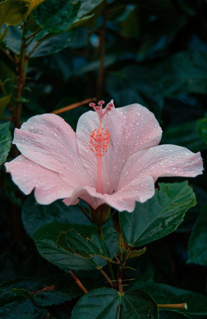 Hibiscus Flower Wallpapers - ReallyRushai