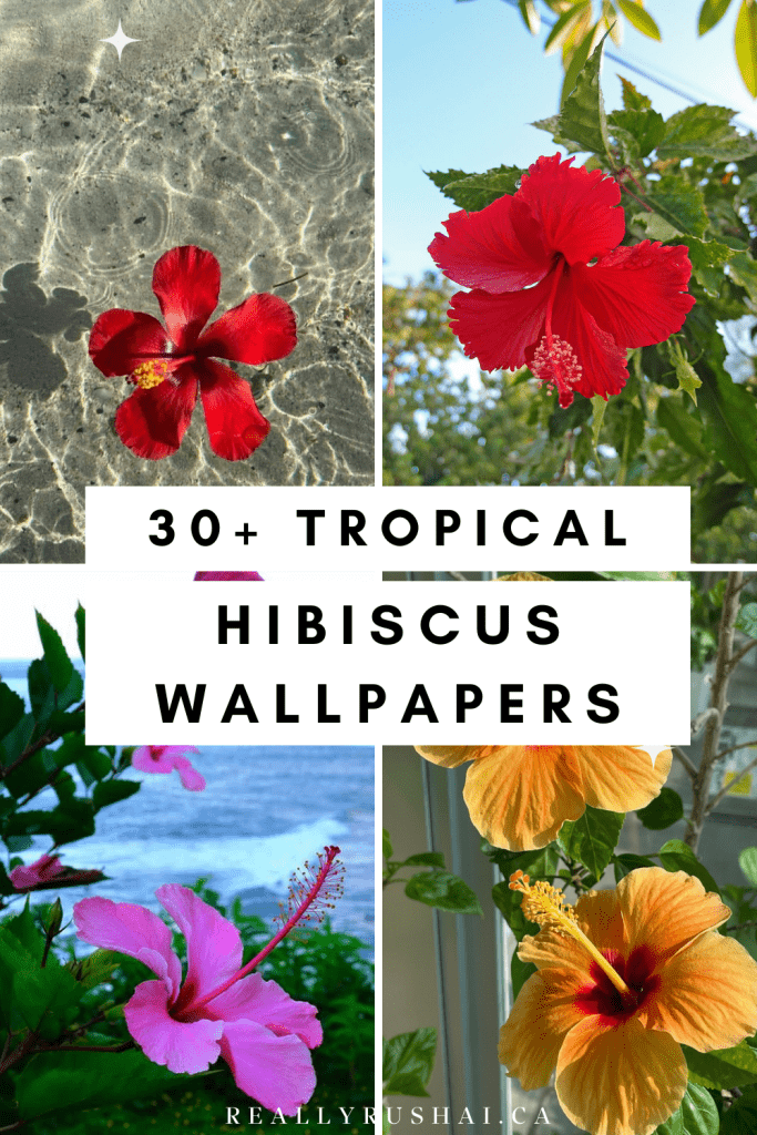 Hibiscus Flower Wallpapers - ReallyRushai