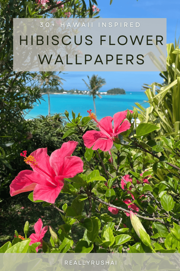Hibiscus Flower Wallpapers - ReallyRushai