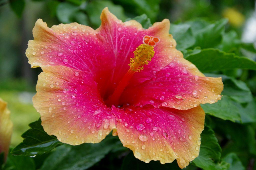 Hibiscus Flower Wallpapers - ReallyRushai