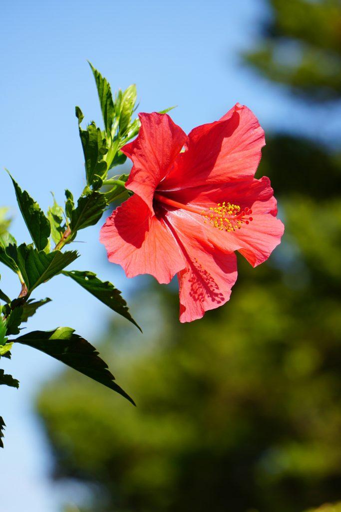 Hibiscus Flower Wallpapers - ReallyRushai