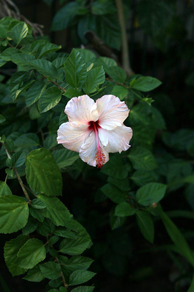 Hibiscus Flower Wallpapers - ReallyRushai