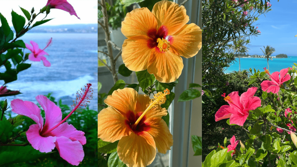 Hibiscus Flower Wallpapers - ReallyRushai