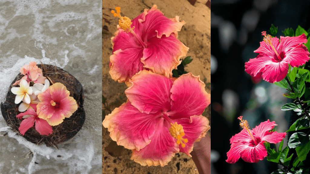 Hibiscus Flower Wallpapers - ReallyRushai
