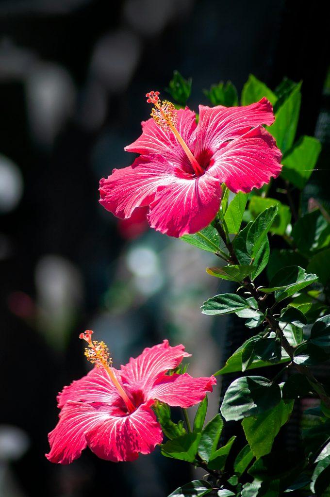Hibiscus Flower Wallpapers - ReallyRushai