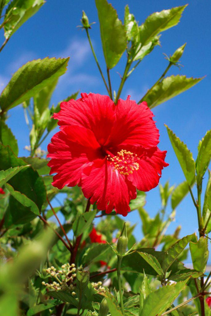 Hibiscus Flower Wallpapers - ReallyRushai