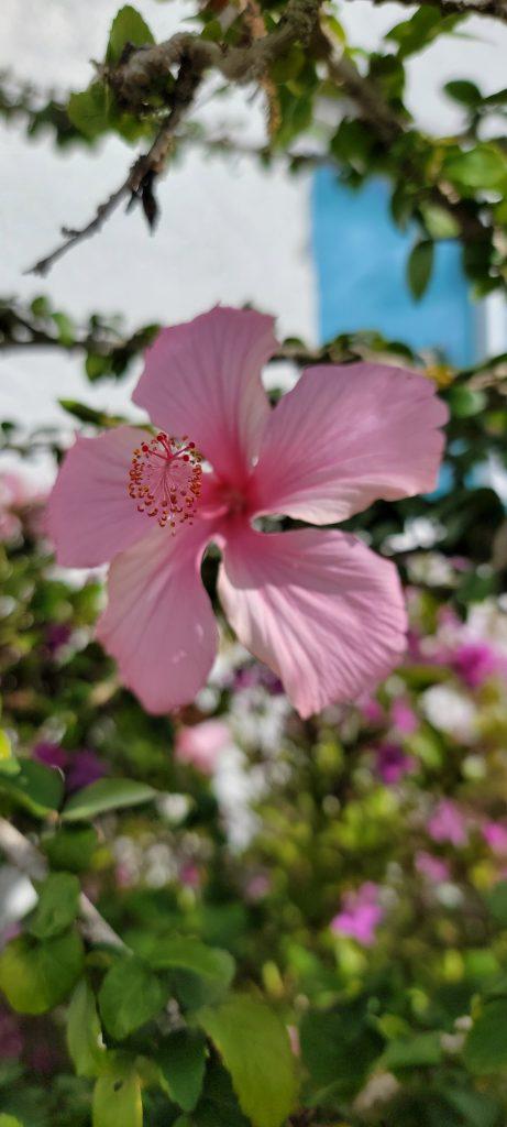 Hibiscus Flower Wallpapers - ReallyRushai
