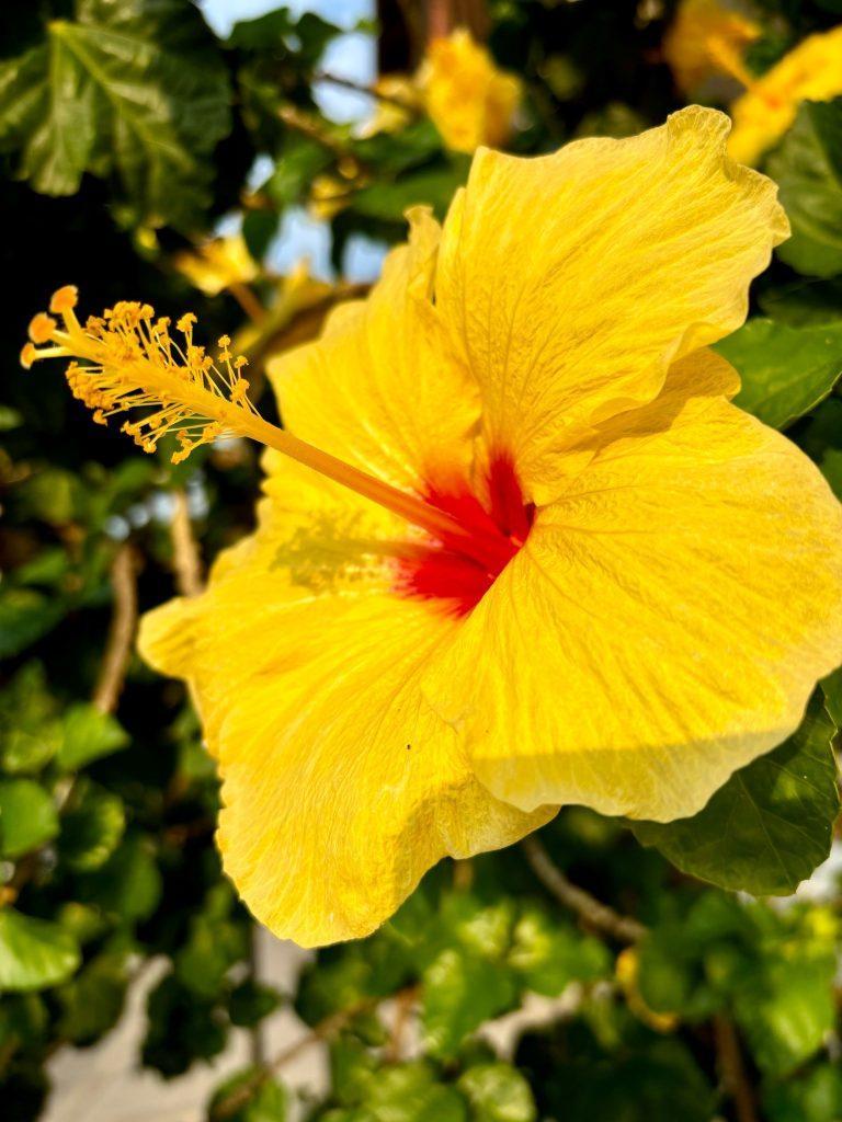 Hibiscus Flower Wallpapers - ReallyRushai