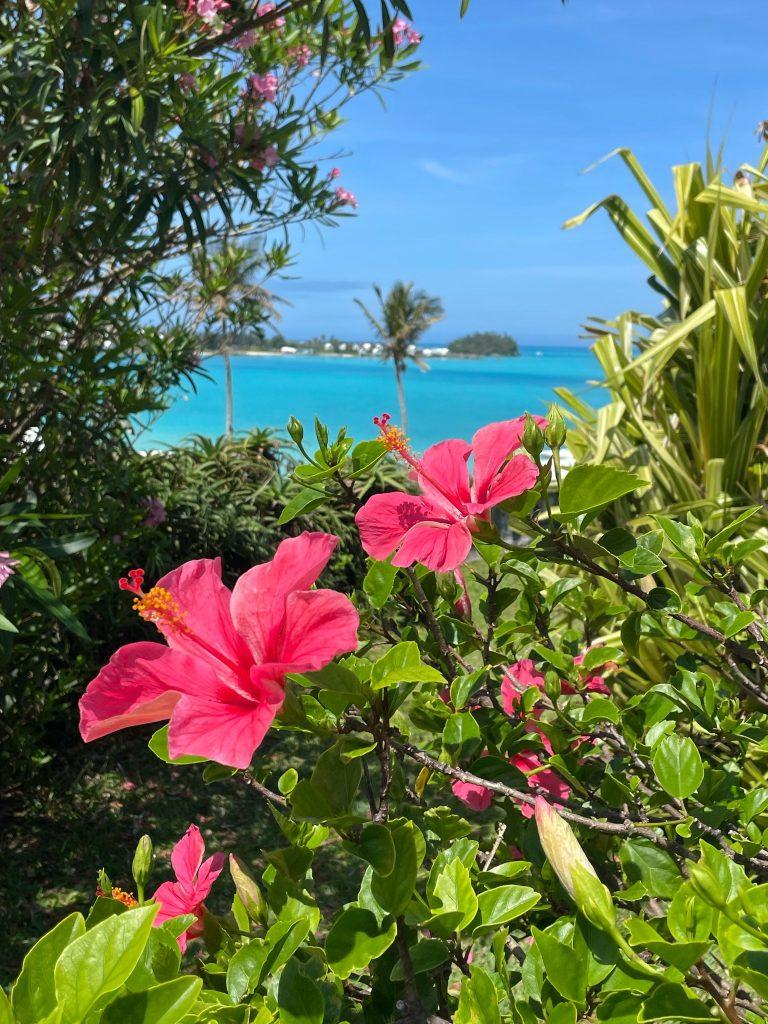 Hibiscus Flower Wallpapers - ReallyRushai