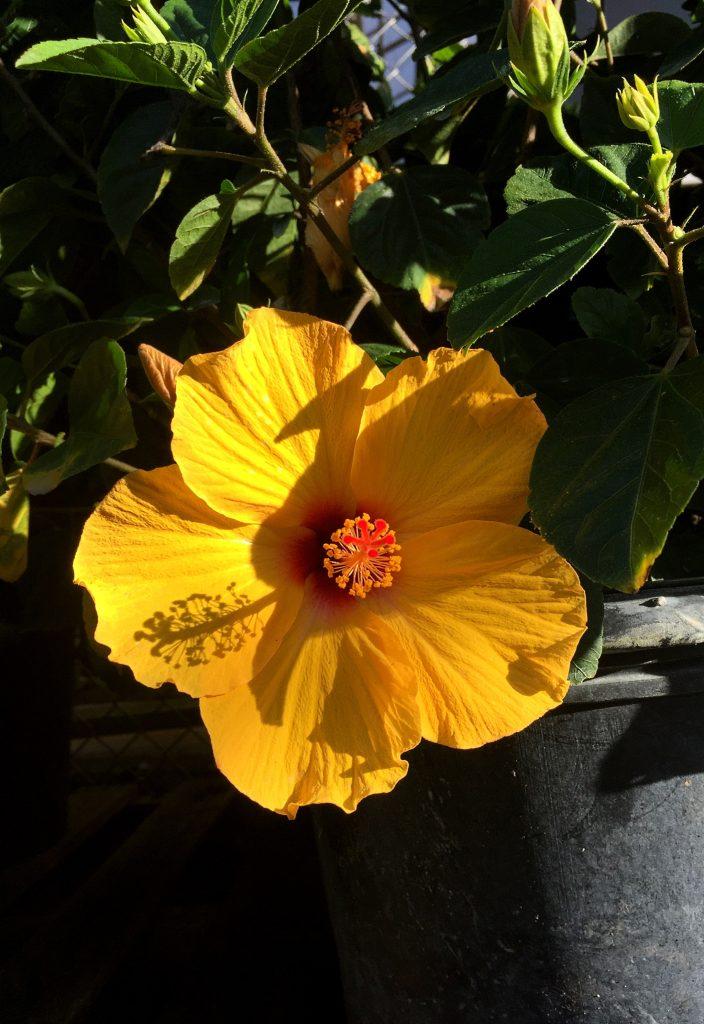 Hibiscus Flower Wallpapers - ReallyRushai