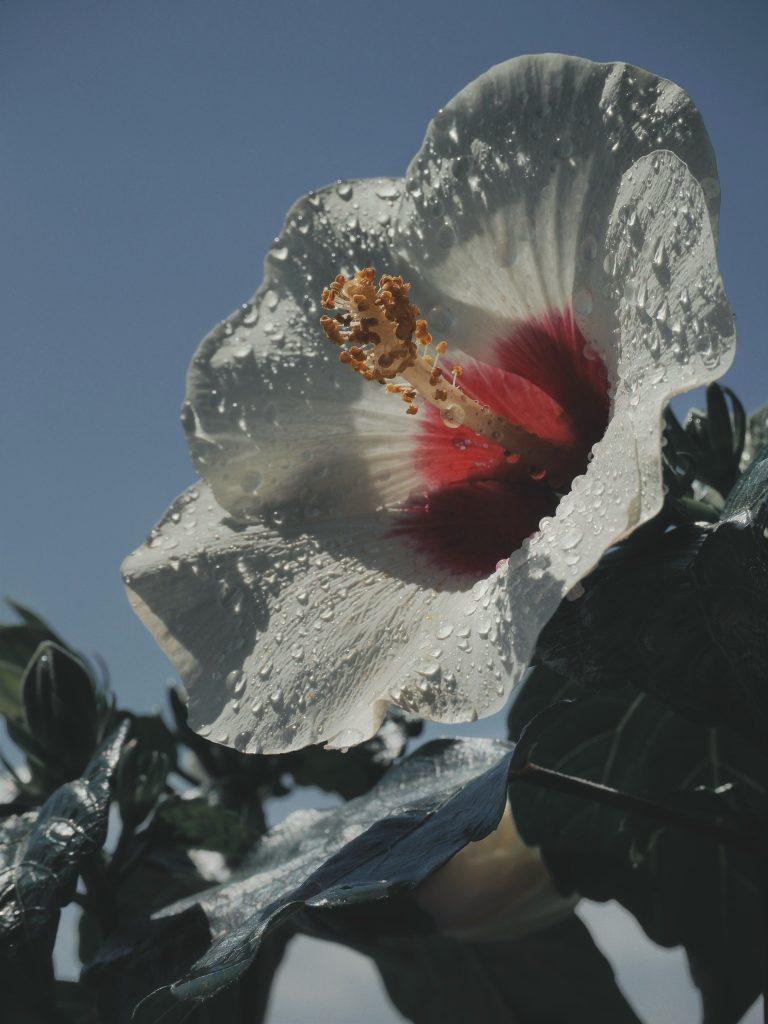 Hibiscus Flower Wallpapers - ReallyRushai