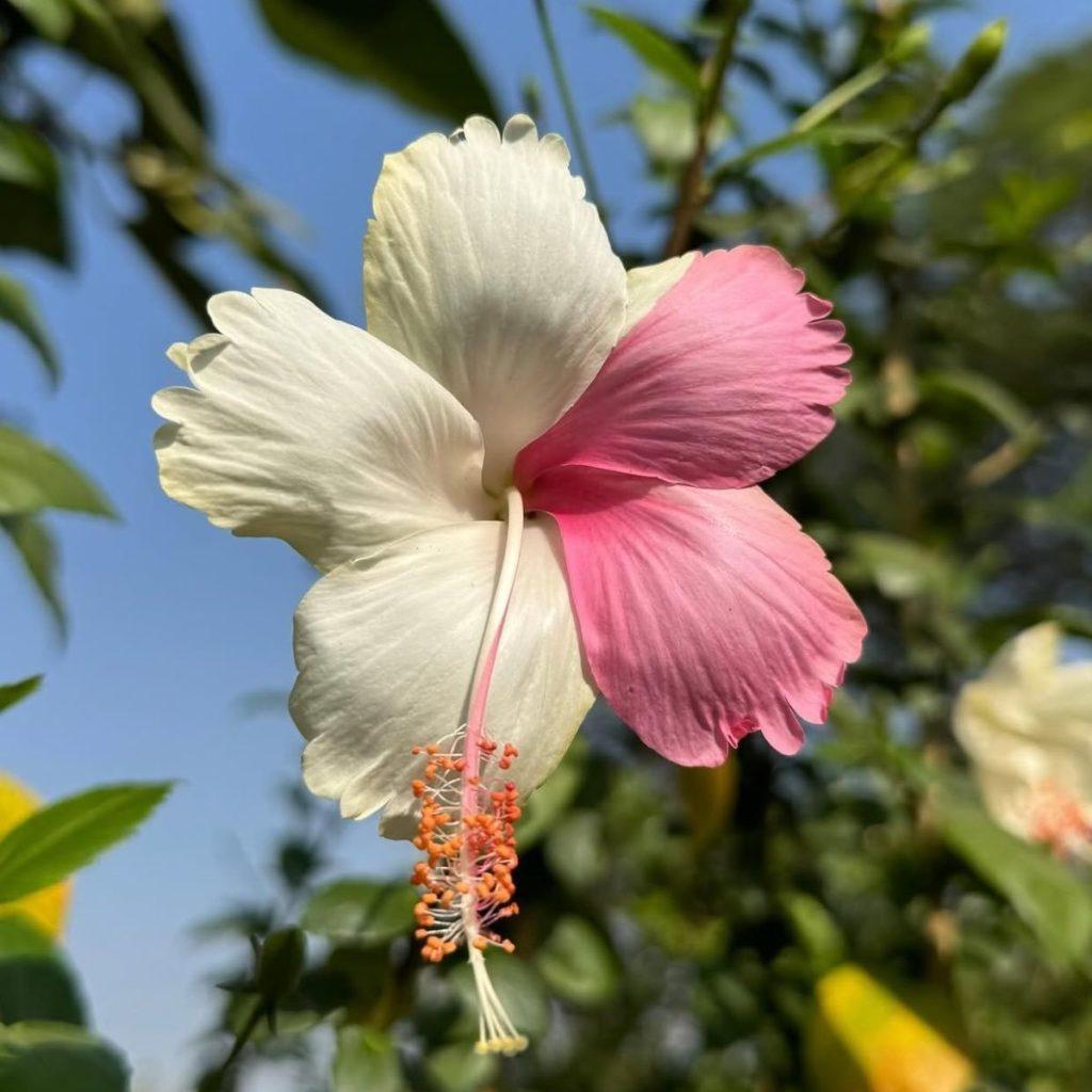 Hibiscus Flower Wallpapers - ReallyRushai
