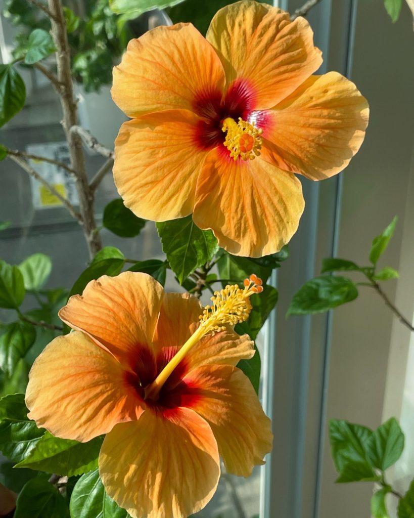 Hibiscus Flower Wallpapers - ReallyRushai