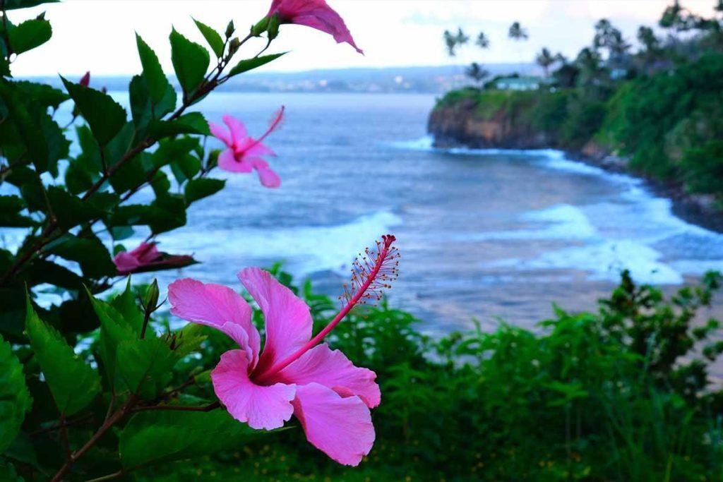Hibiscus Flower Wallpapers - ReallyRushai