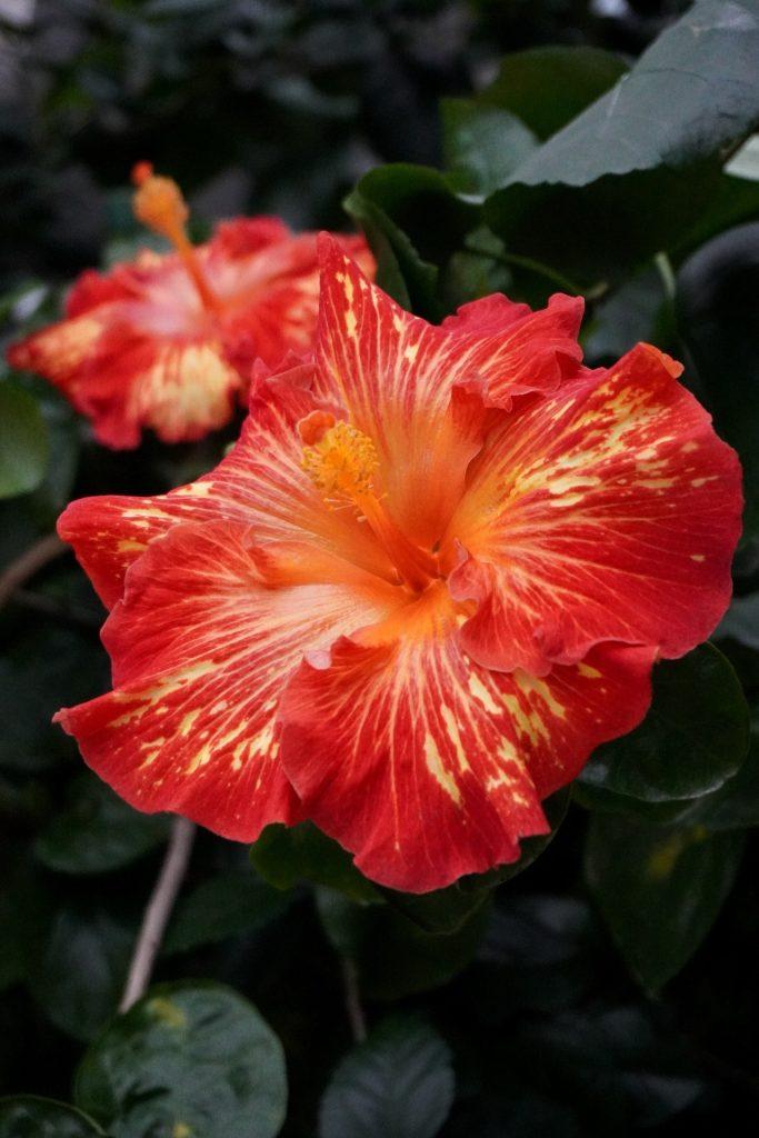 Hibiscus Flower Wallpapers - ReallyRushai