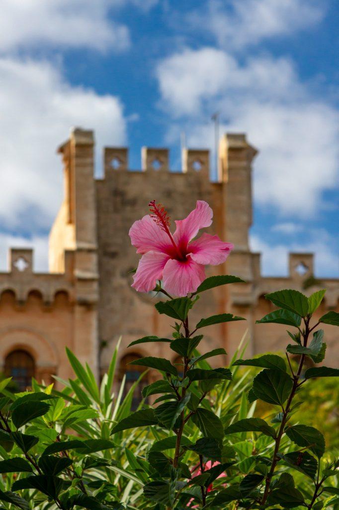 Hibiscus Flower Wallpapers - ReallyRushai