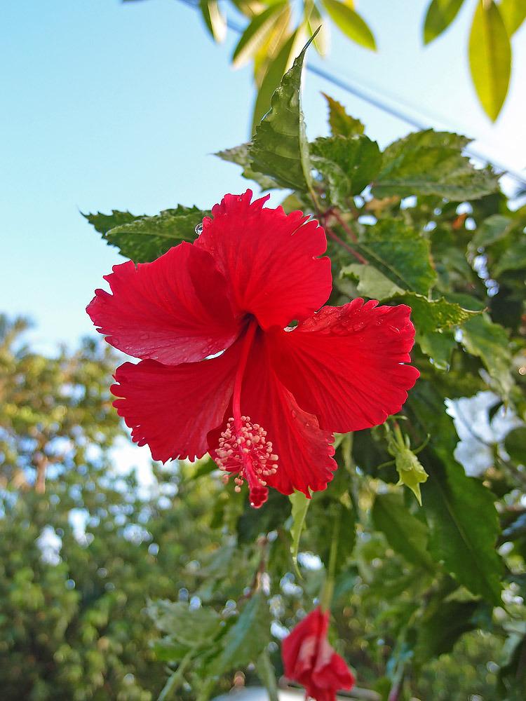 Hibiscus Flower Wallpapers - ReallyRushai