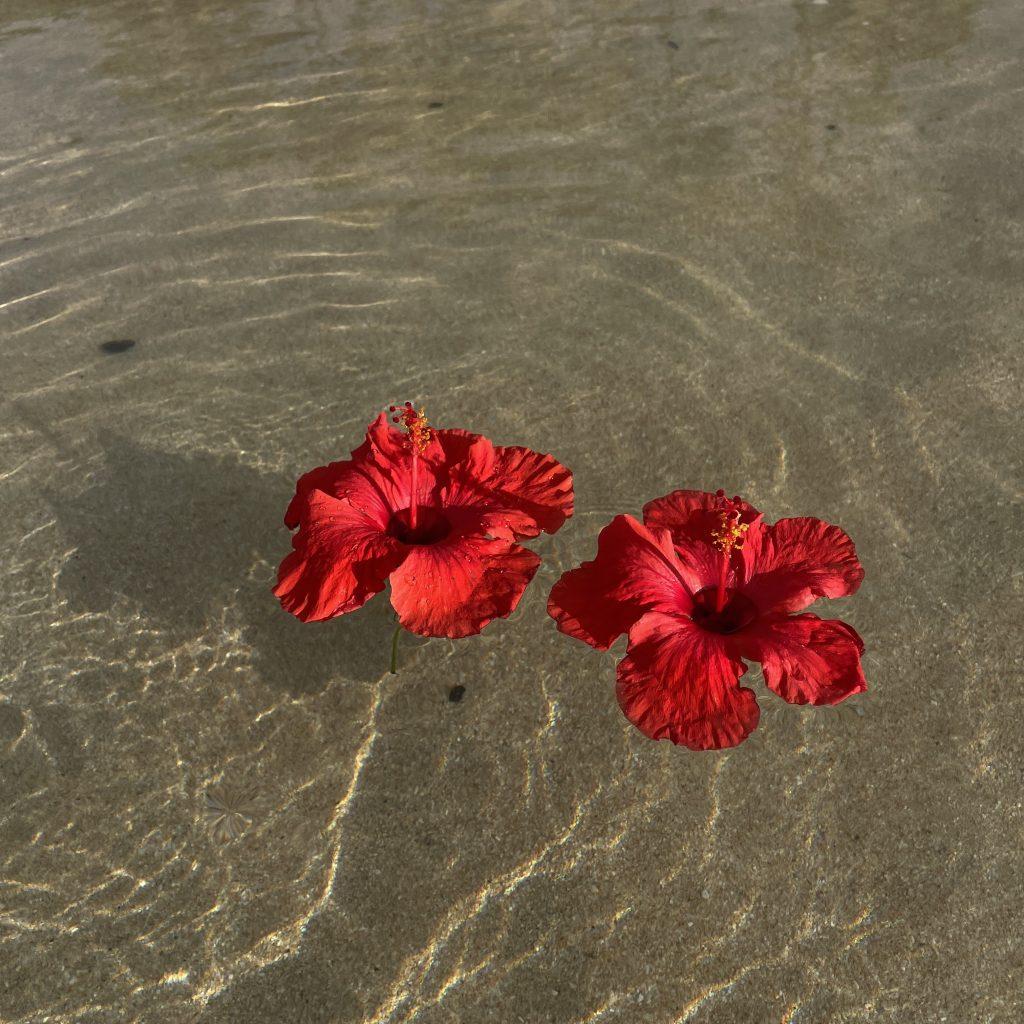 Hibiscus Flower Wallpapers - ReallyRushai