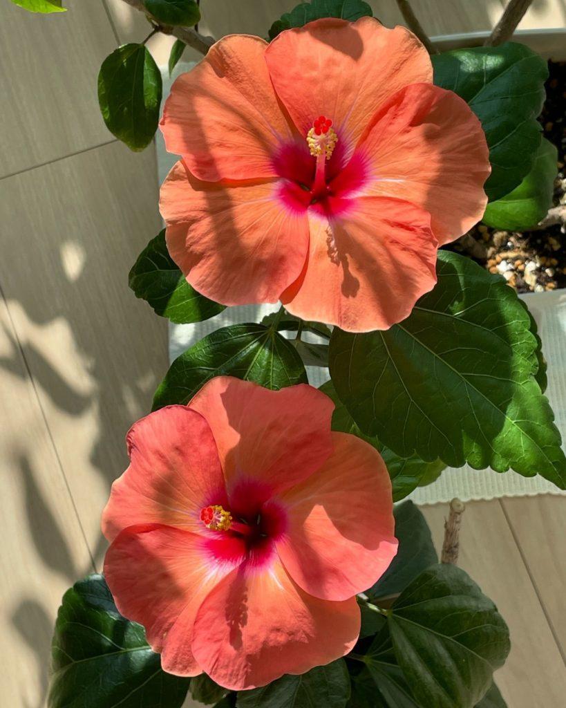 Hibiscus Flower Wallpapers - ReallyRushai