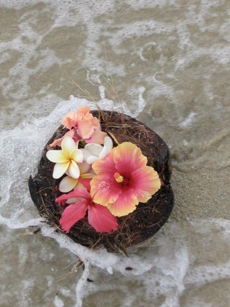 Hibiscus Flower Wallpapers - ReallyRushai