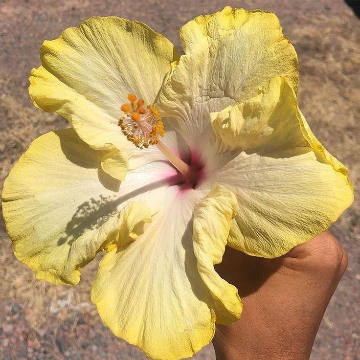 Hibiscus Flower Wallpapers - ReallyRushai