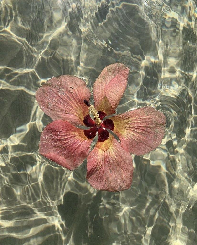 Hibiscus Flower Wallpapers - ReallyRushai