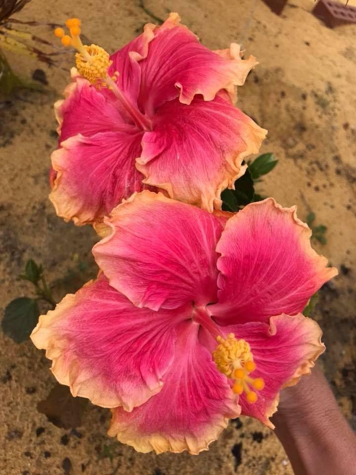Hibiscus Flower Wallpapers - ReallyRushai