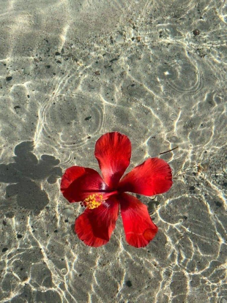 Hibiscus Flower Wallpapers - ReallyRushai