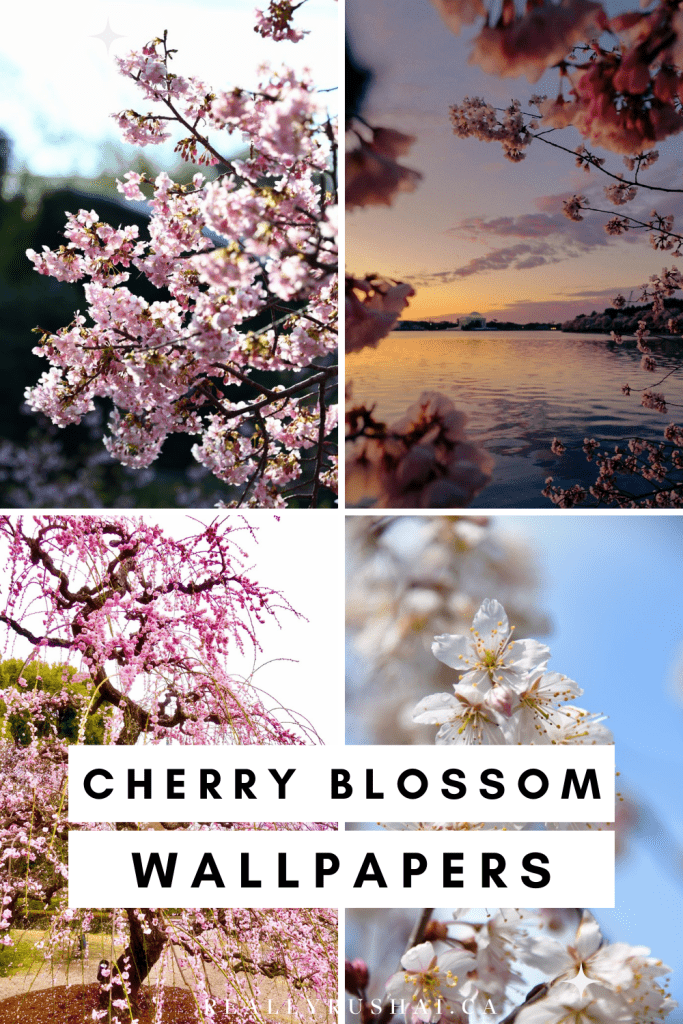 Cherry blossom wallpapers - ReallyRushai