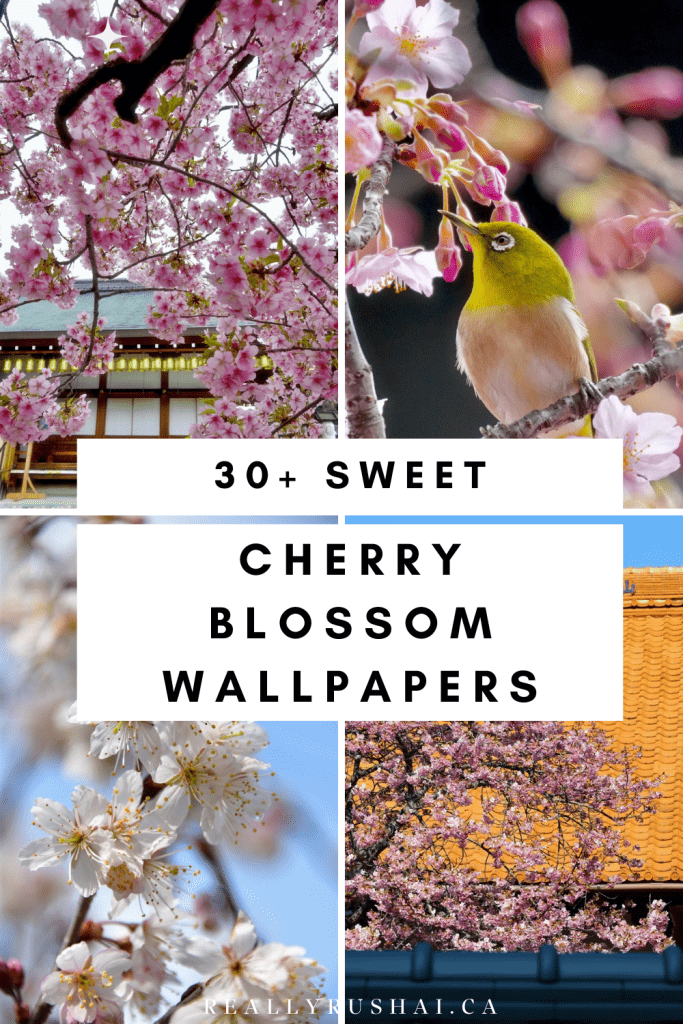 Cherry blossom wallpapers - ReallyRushai