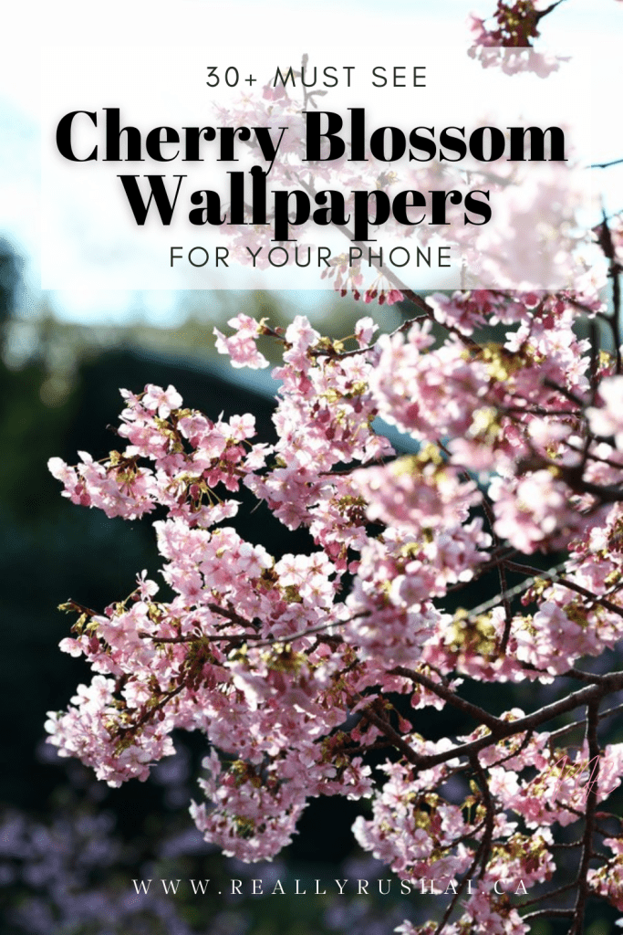 Cherry blossom wallpapers - ReallyRushai