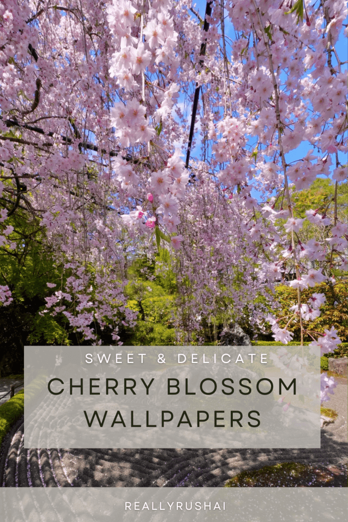 Cherry blossom wallpapers - ReallyRushai