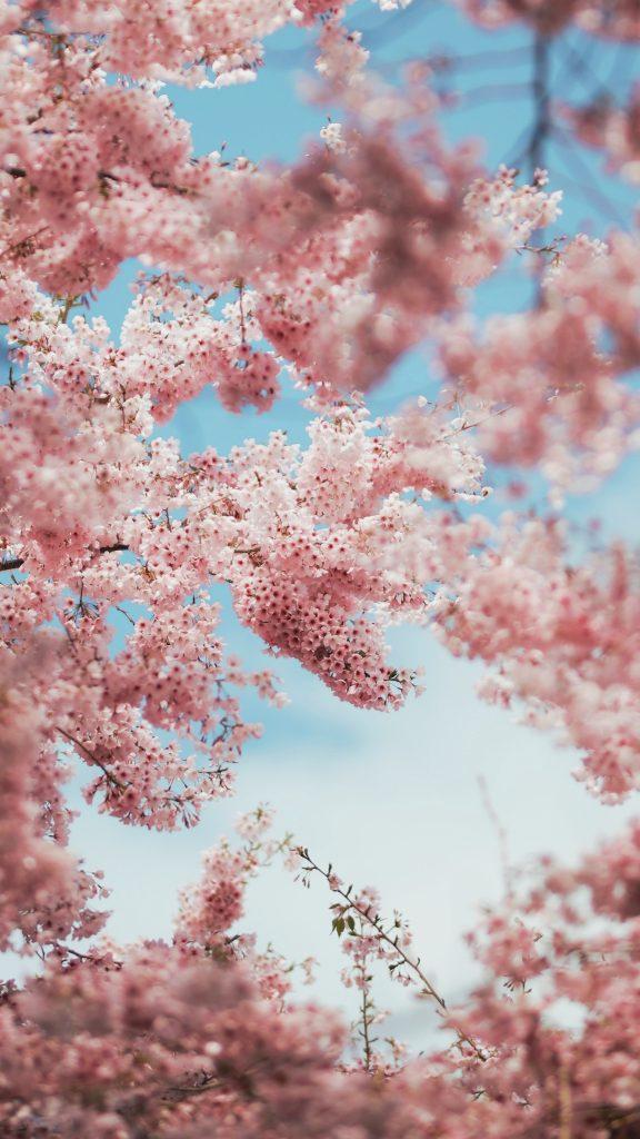 Cherry blossom wallpapers - ReallyRushai