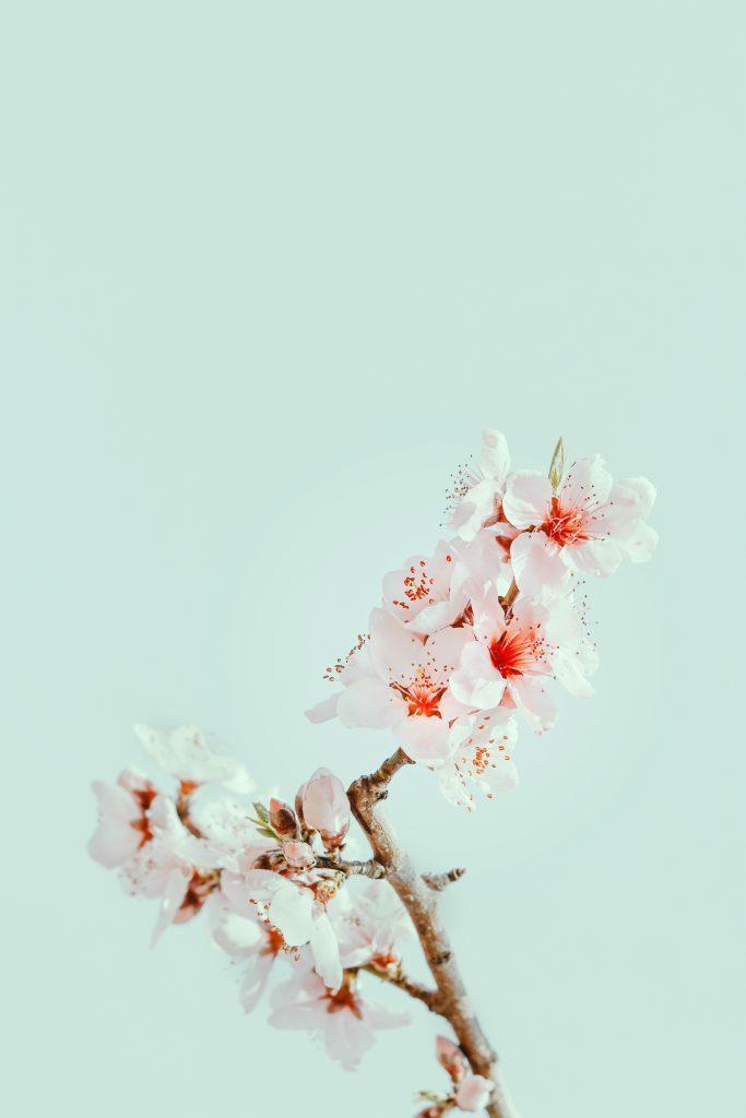 Cherry blossom wallpapers - ReallyRushai