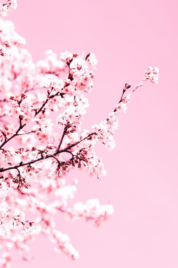 Cherry blossom wallpapers - ReallyRushai