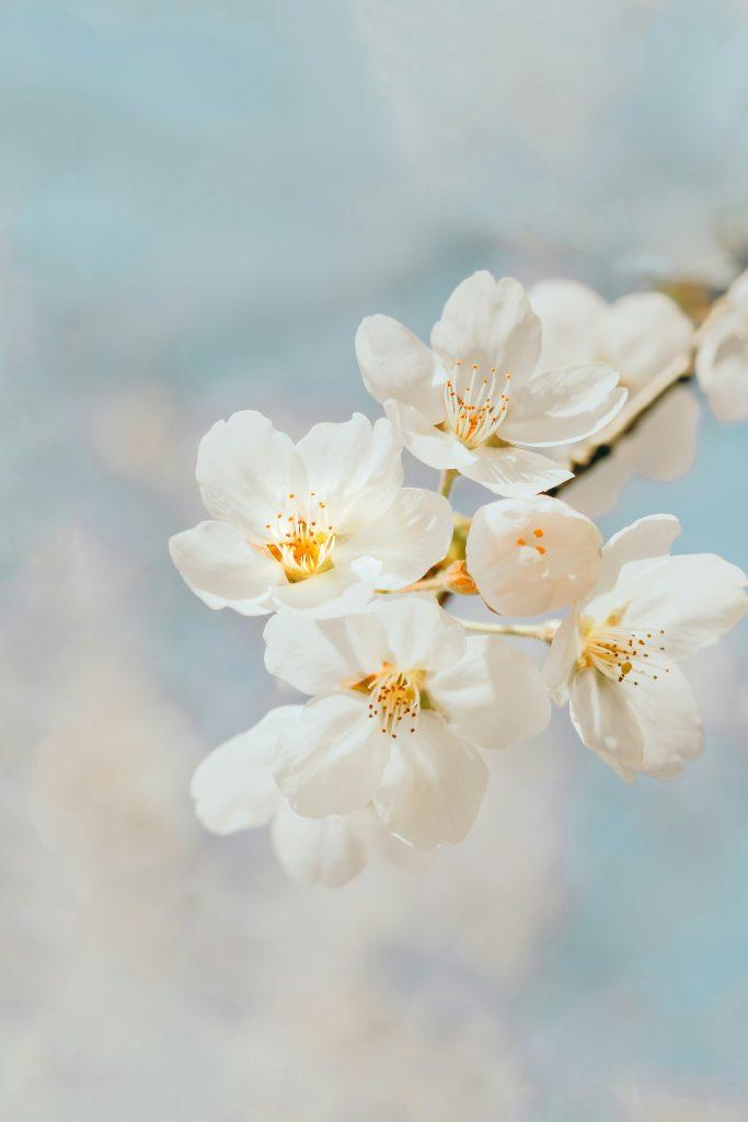 Cherry blossom wallpapers - ReallyRushai