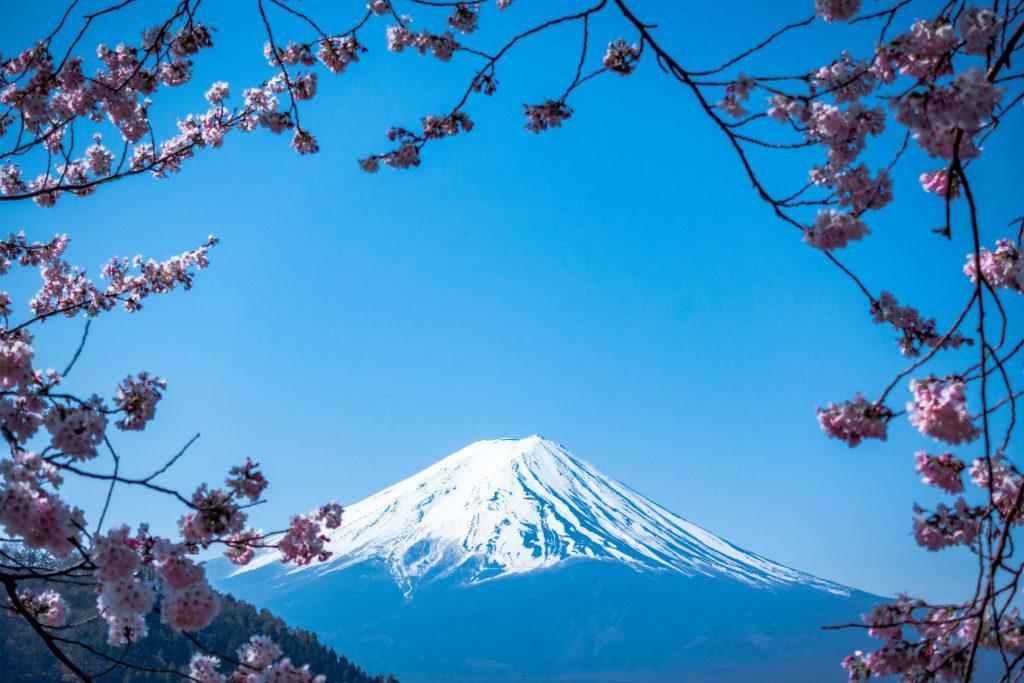 Cherry blossom wallpapers - ReallyRushai