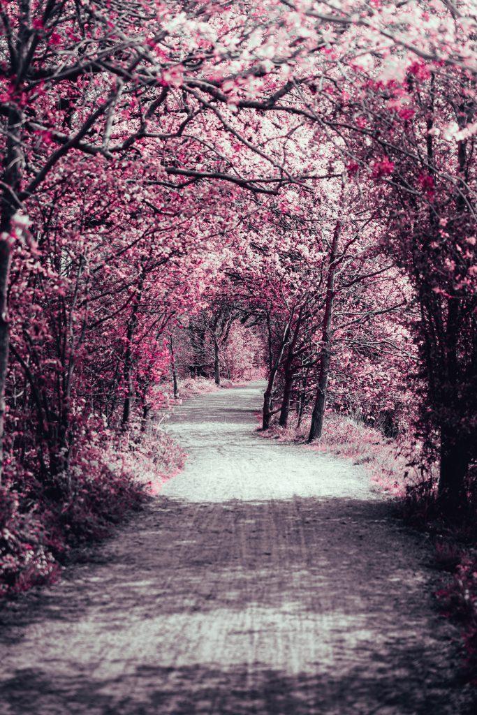 Cherry blossom wallpapers - ReallyRushai