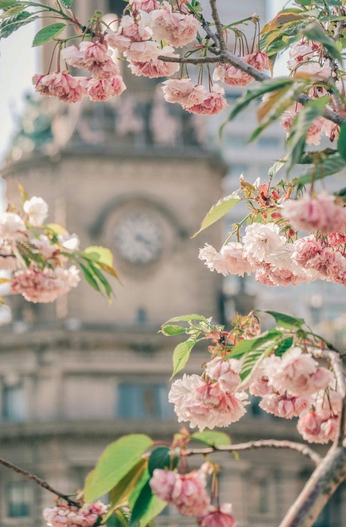 Cherry blossom wallpapers - ReallyRushai