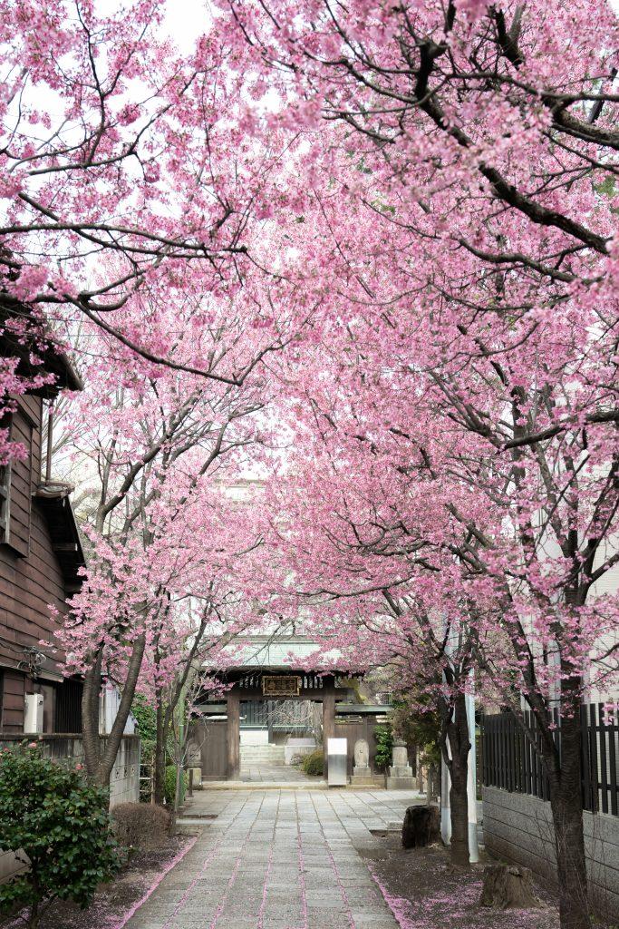 Cherry blossom wallpapers - ReallyRushai