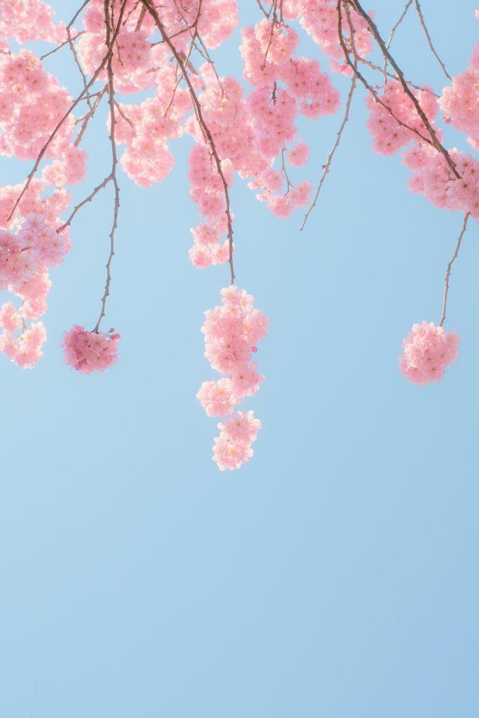 Cherry blossom wallpapers - ReallyRushai
