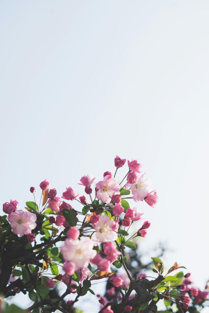 Cherry blossom wallpapers - ReallyRushai