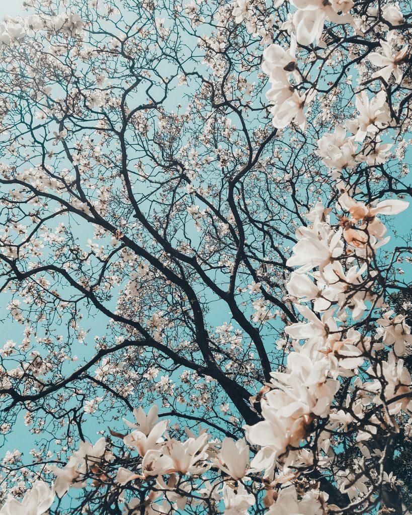 Cherry blossom wallpapers - ReallyRushai