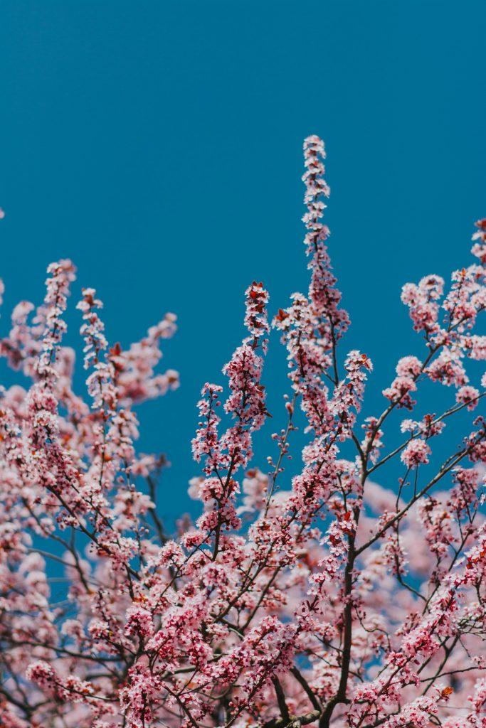 Cherry blossom wallpapers - ReallyRushai