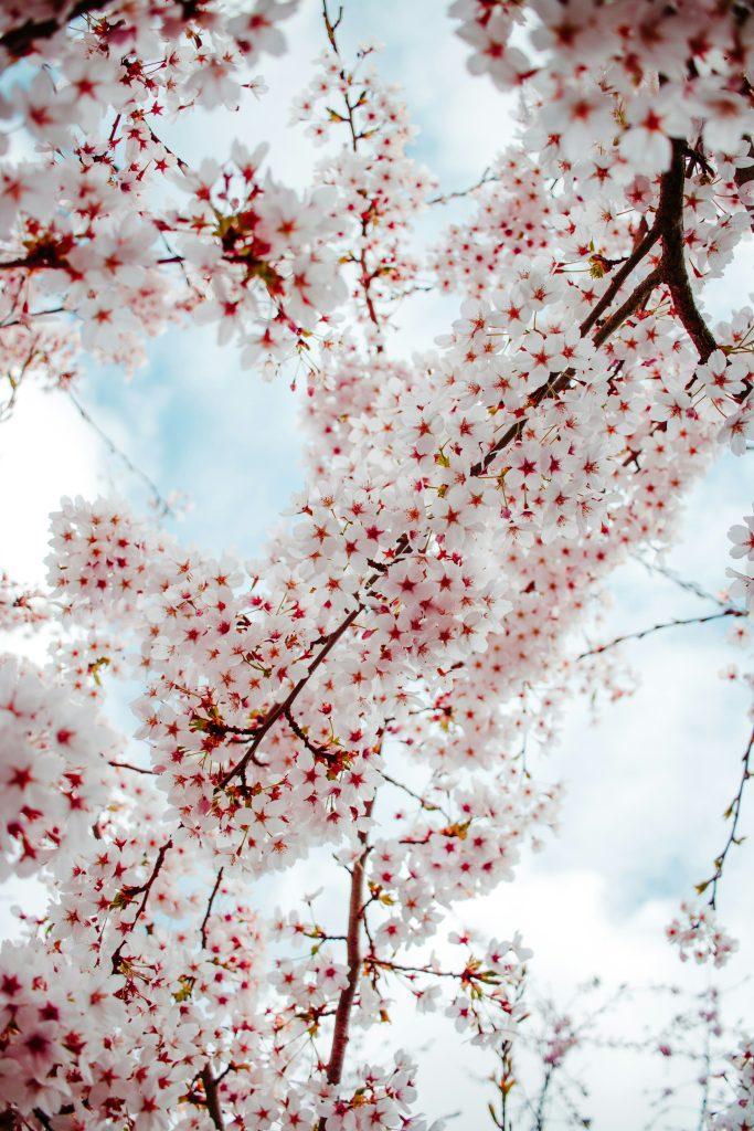Cherry blossom wallpapers - ReallyRushai