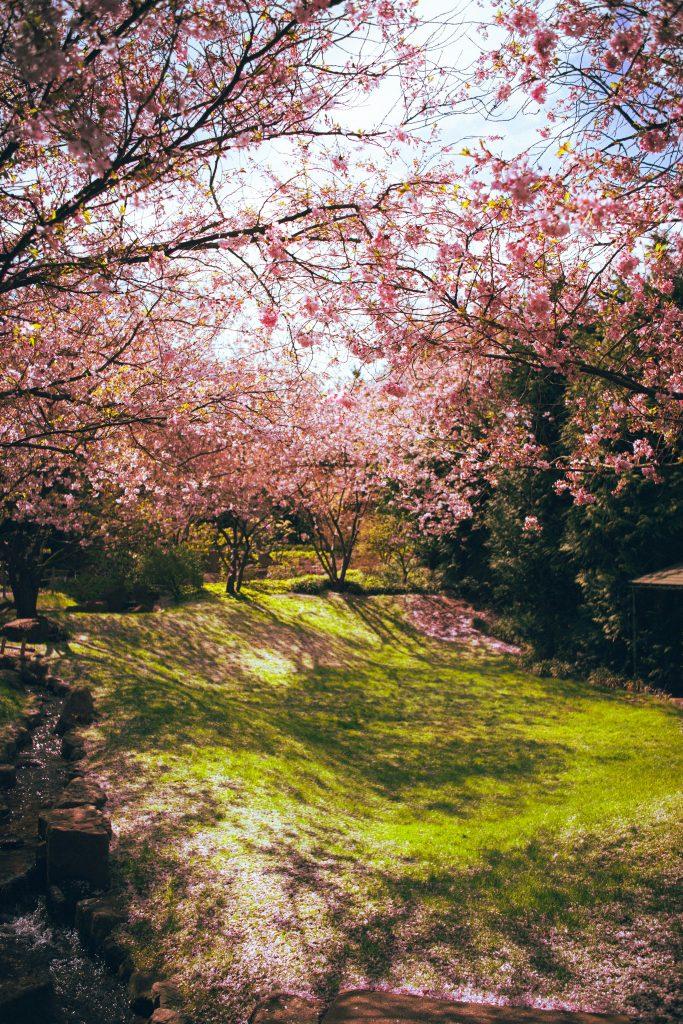 Cherry blossom wallpapers - ReallyRushai